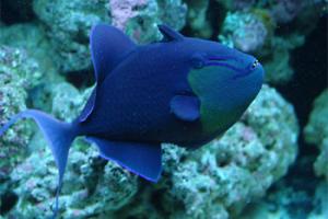 Niger Triggerfish Thumbnail