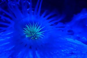 Tube Anemone Thumbnail