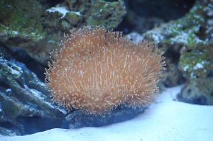 Green Toadstool Mushroom Leather Coral Thumbnail