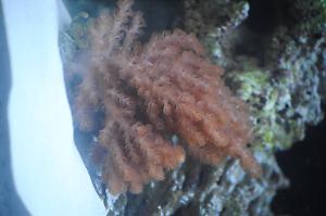 Kenya Tree Coral Thumbnail