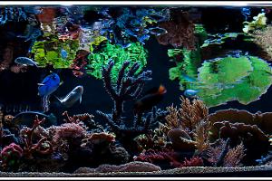 Viewpoints 112g Reef Thumbnail