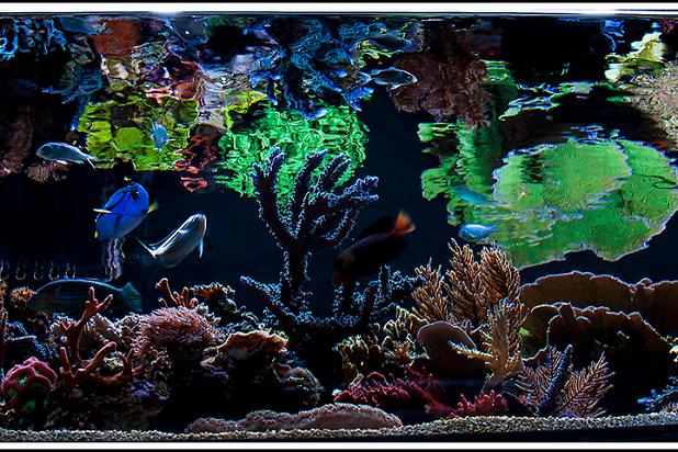 Viewpoints 112g Reef Thumbnail