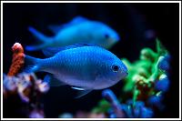 Chromis