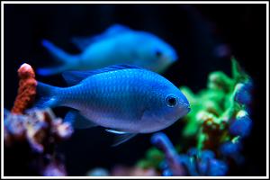 Chromis