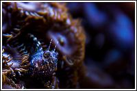 Sailfin Blenny