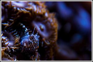 Sailfin Blenny