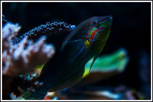 Melanurus Wrasse - Beau