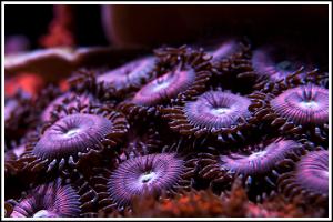 Zoas