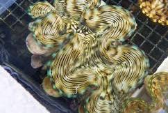 Squamosa Clam