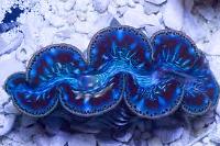 Maxima Clam Thumbnail