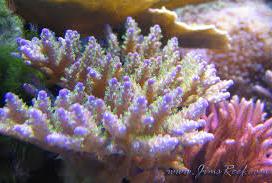 Valida Acropora Coral