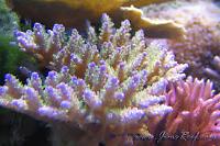 Valida Acropora Coral Thumbnail