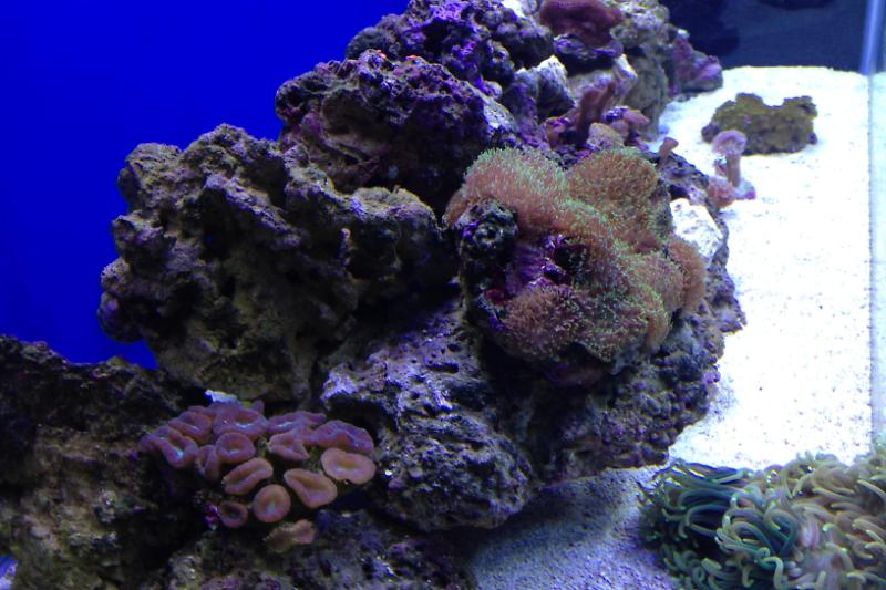 Frag Tank Thumbnail