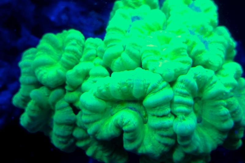 freddi36's reef Thumbnail