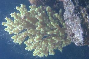 Staghorn Acropora Thumbnail