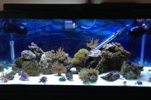 Reef Breeder Tank Thumbnail