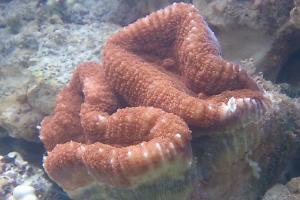 Lobophyllia Brain Coral Thumbnail