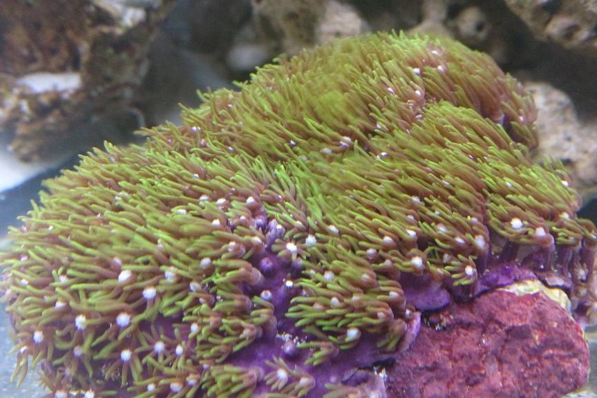 Purple Star Polyps / Pachyclavularia sp var Purple 95