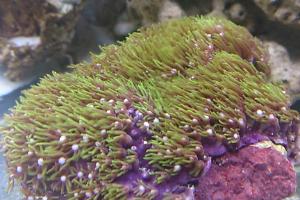 Purple Star Polyps Thumbnail