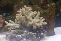 Mushroom Finger Leather Coral