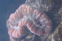 Folded Brain Coral Thumbnail