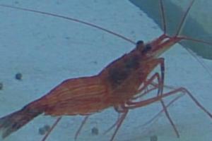 Peppermint Shrimp Thumbnail