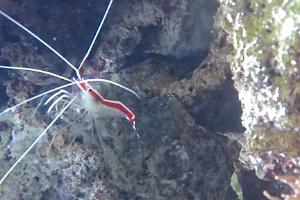 Red Line Cleaner Shrimp Thumbnail