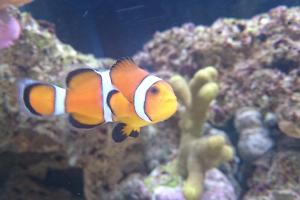 Ocellaris Clownfish Thumbnail