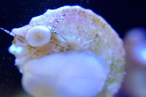 Astraea Conehead Snail Thumbnail