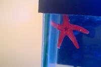 Red Sea Star Thumbnail