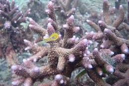 Acropora robusta / Acropora robusta 8