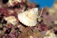 Astraea Conehead Snail Thumbnail