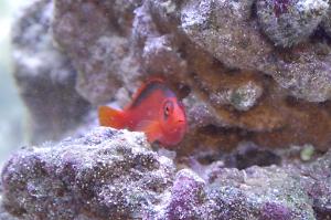 Flame Hawkfish Thumbnail