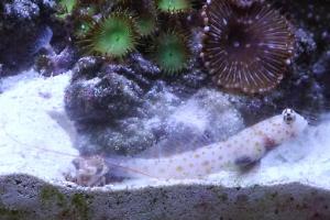 Tiger Pistol Shrimp Thumbnail