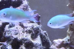 Blue/Green Reef Chromis Thumbnail