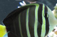 Sailfin Tang Desjardini Thumbnail