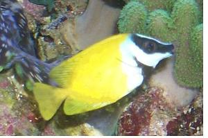 Foxface rabbitfish Thumbnail