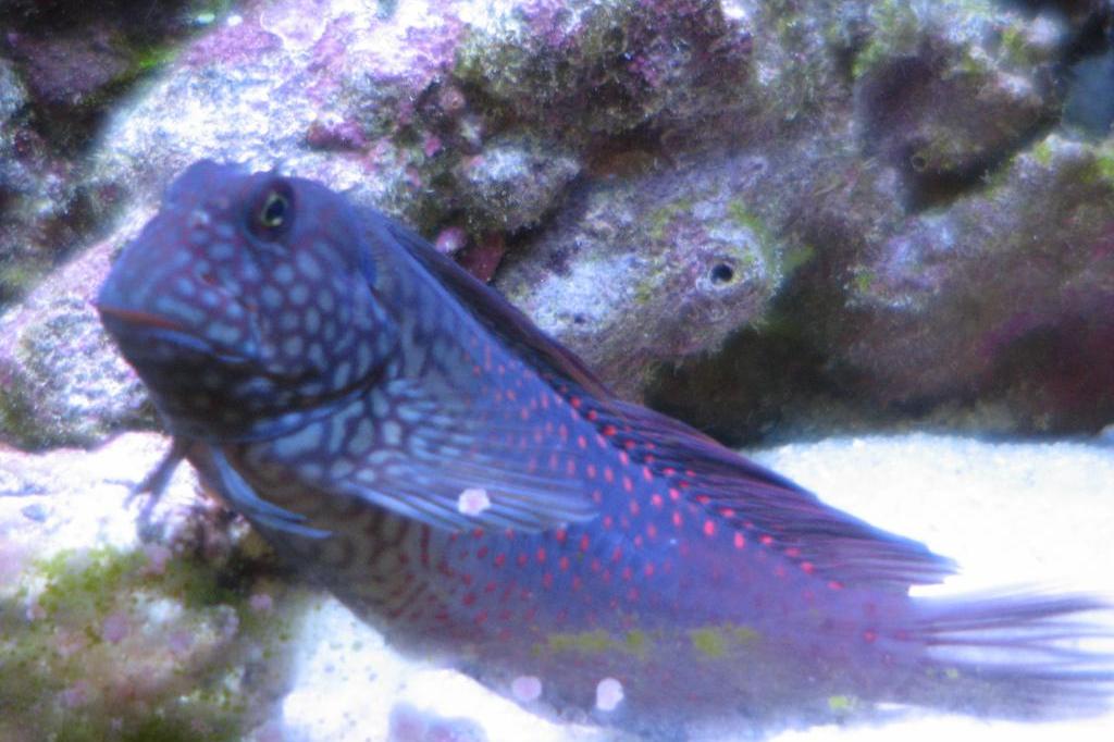 Ember Blenny / Cirripectes stigmaticus 17