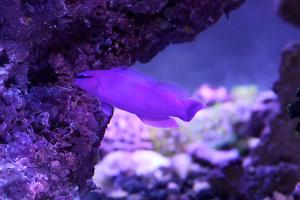 Orchid Dottyback Thumbnail