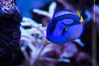 Yellow Belly Regal Blue Tang