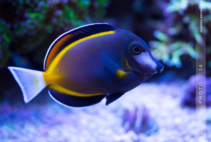 Powder Brown Tang