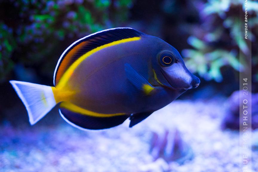 Powder Brown Tang / Acanthurus japonicus 284