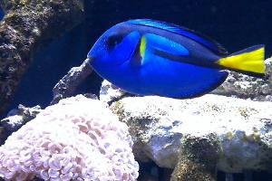 Blue Tang Thumbnail