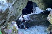 Banded Coral Shrimp Thumbnail