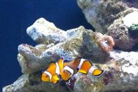 Ocellaris Clownfish breeding pair Thumbnail