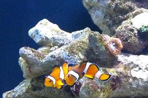 Ocellaris Clownfish breeding pair Thumbnail