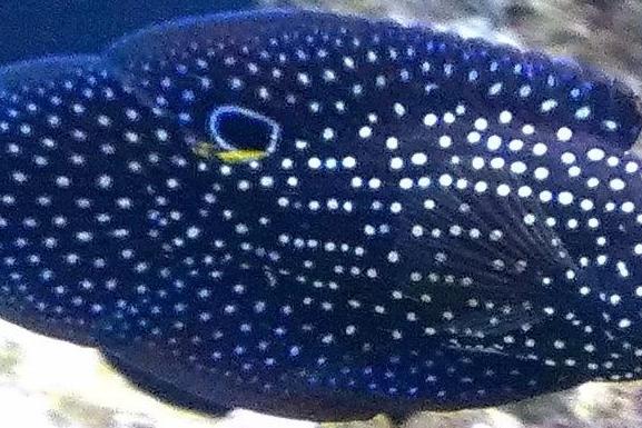 Spotted Grouper / Epinephelus summana 2