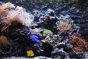 Reef Tank Thumbnail