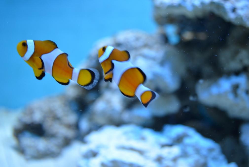 Ocellaris Clownfish