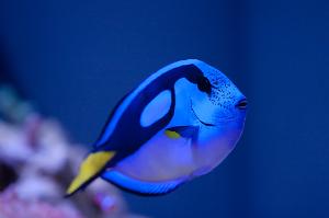 Blue Tang Thumbnail